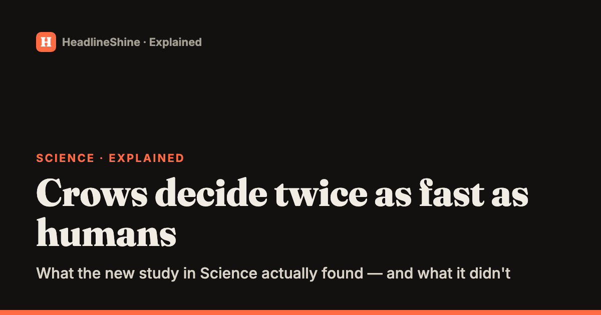 Crows make decisions twice as fast as humans? What the new study really found